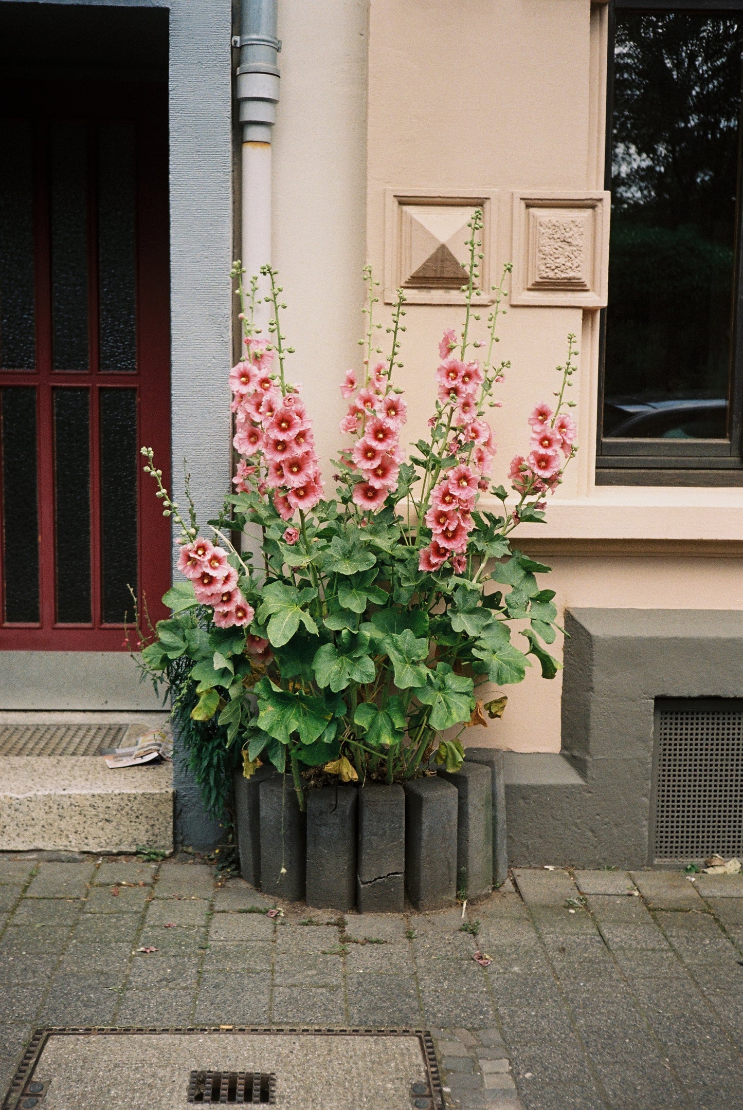 Agfa Optima Sensor 535