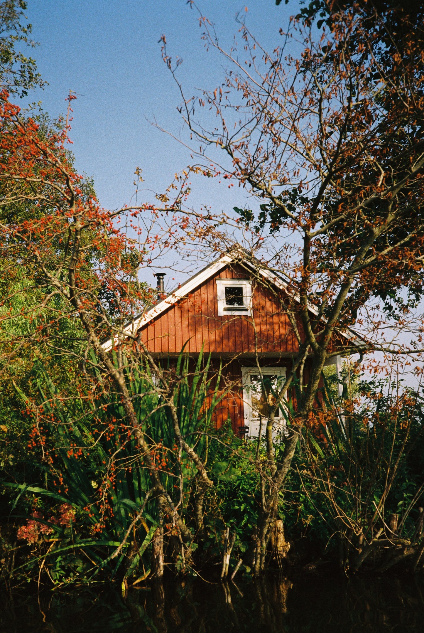 Agfa Optima Sensor 535