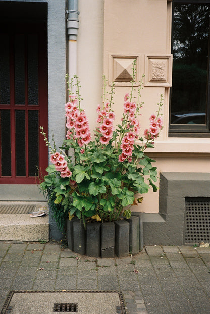 Agfa Optima Sensor 535